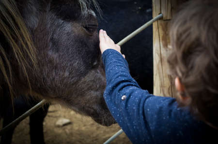 kid stroke horseの写真素材