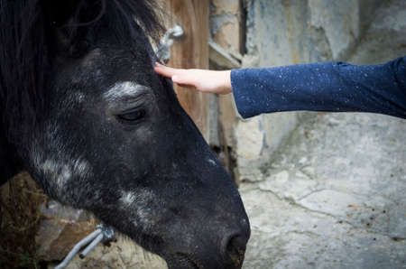 child loves sad horse with handの写真素材