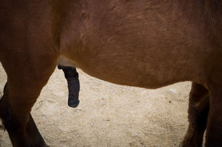 penis of brown horse