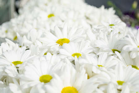 Yellow white paper flowers seamless backgroundの写真素材