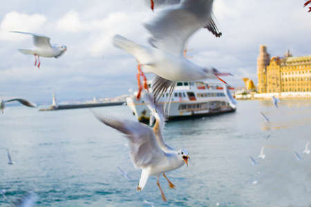 ferry with seagulls in the strait of bosporus in turkeyの写真素材