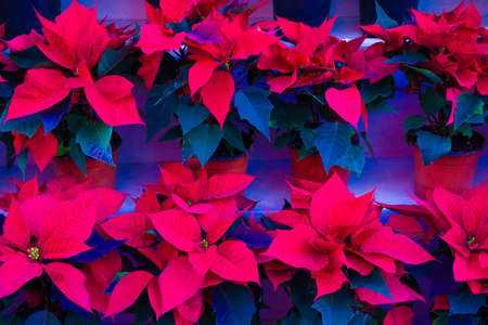 christmas flowers poinsettias with green and red leavesの写真素材
