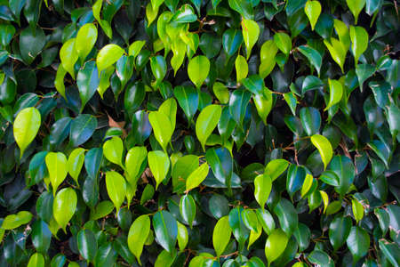 green leaves backgroundの写真素材