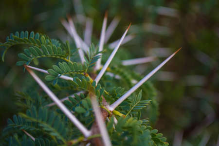 Close up of spines from a acacia tree from masai mara the acacia tree is food for the giraffeの写真素材
