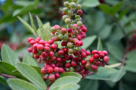 A cluster of wild red berries