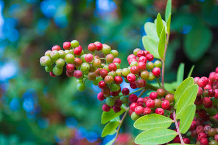 A cluster of wild red berriesの写真素材