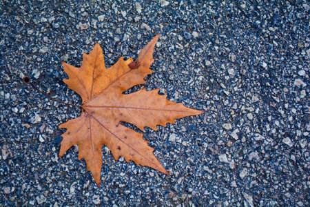 red autumn dry fall nature color leaf on concrete asphalt background