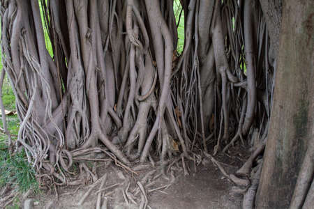 big root of banyan tree land scape of ancientの写真素材