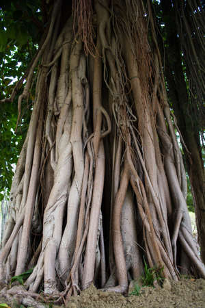big root of banyan tree land scape of ancient