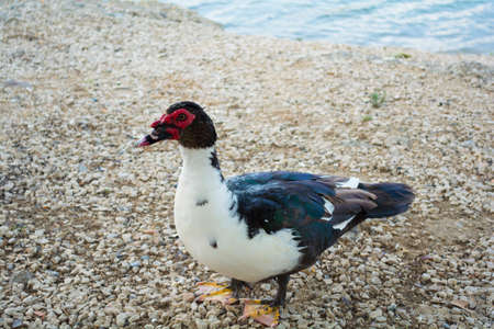 Muscovy Duck is a really interesting bird native to the southern hemisphere â€“ commonly...