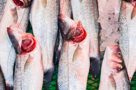 Close up of fresh fishes Giant Perch, barramundi, silver perch, white perch, white snapper or sea basses in cool ice. Fishes of mass product from local fresh market for food industries.の写真素材