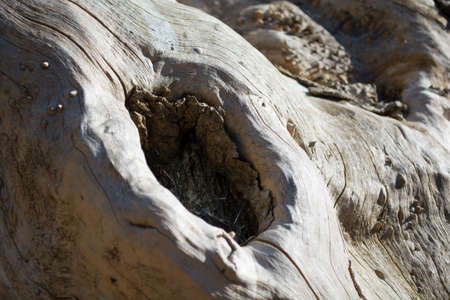 Close up body of a dry tree