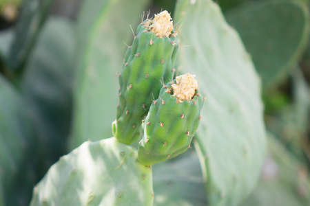 Close up of purple cactus flower bulb on cactus with wild cactus background