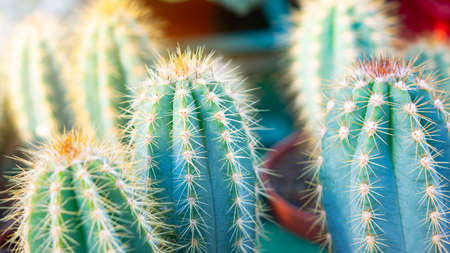 Various types of mini cactus, zebra plant