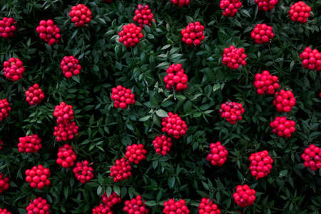 Manufacturer of Christmas plant decor. Christmas wreath for the holiday. The new year celebration. Top viewの写真素材