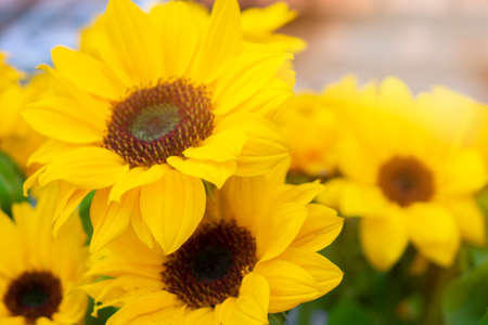Sunflower natural background. Sunflower blooming. Close-up of sunflower.