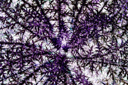natural abstract background. Top view. Purple bush with thorns.の写真素材