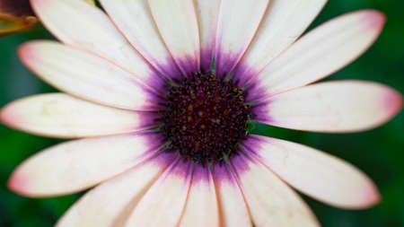 A clump of hardy African daisy, Osteospermum plants