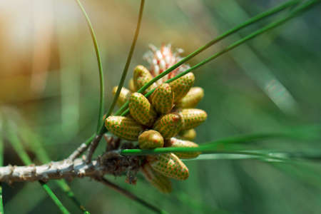 Branch of pine tree with green cone