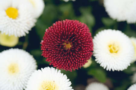 Close-up of chrysanthemum, daisy on green background. Petals of rose chrysanthemum. Red spring flower in the garden.の写真素材