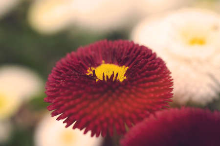 Close-up of chrysanthemum, daisy on green background. Petals of rose chrysanthemum. Red spring...