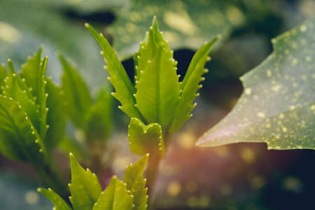 Plant tree in neutral background Close-Up Of Fresh Green Plant, Young hand Tree