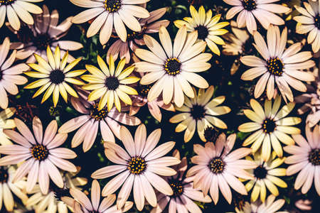 Yellow African daisies, osteospermumの写真素材