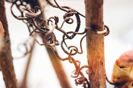 curly twig against