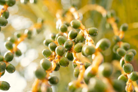 Fruits of a date palm tree in sunny summer (close-up, detail-shot)