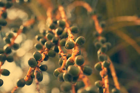 Fruits of a date palm tree in sunny summer (close-up, detail-shot)