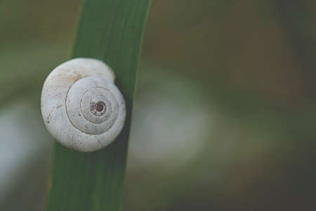 Snail shell on grass leaf. Beautiful nature macro, useful as background