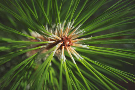 Closeup photo of green needle pine tree on the right side of picture. Small pine cones at the end of...