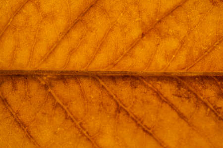 Macro on Autumn Foliage. Close up