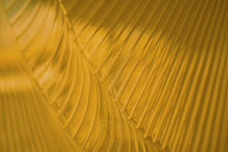 Golden blurry background. Gold background. Gold textureの写真素材