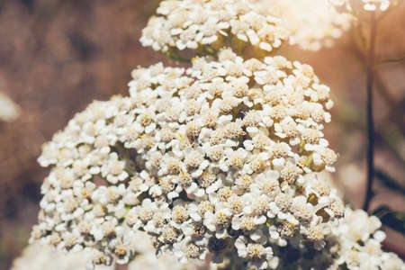 Scattering of small white flowers. On the background of green grass in the summer forest, macro photo. Nature seasonal background small white flowers on a green background.の写真素材