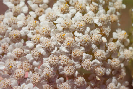 Scattering of small white flowers. On the background of green grass in the summer forest, macro...