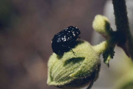 Black and white beetle on green plantの写真素材