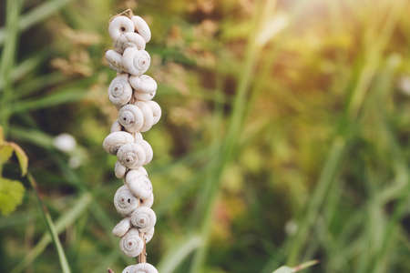 Group of snails sleeping on a branch in the morning. Snail shells with beautiful colours.