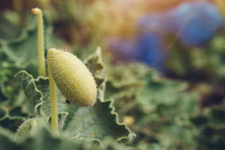 Beautiful green poppy bud with selective focus on blurred nature background. Fluffy poppies flower...