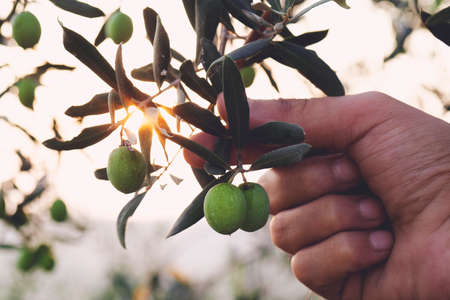 Olive branch in farmer's hand - close up. Agriculture or gardening - country outdoor scenery, gold sunset light.の写真素材