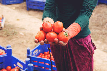 Close-up of farmer hands in gloves holding several ripe tomatoes. Woman examines tomato in hand. Harvesting in the field, organic productsの写真素材