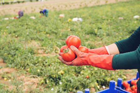 Close-up of farmer hands in gloves holding several ripe tomatoes. Woman examines tomato in hand....