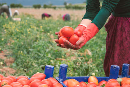 Close-up of farmer hands in gloves holding several ripe tomatoes. Woman examines tomato in hand. Harvesting in the field, organic productsの写真素材