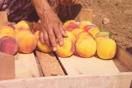 Fruit boxes with red ripe peaches in the garden, a lot of peache. Woman farmer harvesting peaches from tree in garden. Agriculture conceptの写真素材