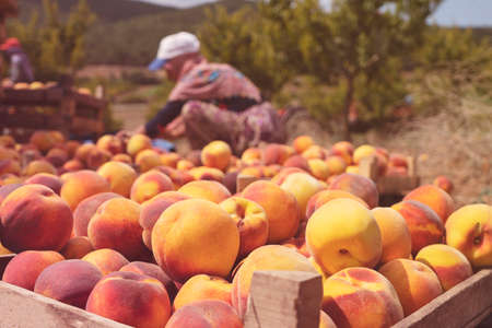 Fruit boxes with red ripe peaches in the garden, a lot of peache. Woman farmer harvesting peaches from tree in garden. Agriculture conceptの写真素材