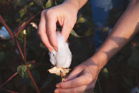 A person harvesting cotton in the fieldの写真素材