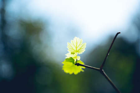 Vine with fresh fluffy young grape leaves in the vineyard backgroundの写真素材