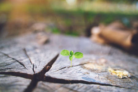 fresh green young plant of new seed born and grow up on a dark brown dead log tree in jungle showing...