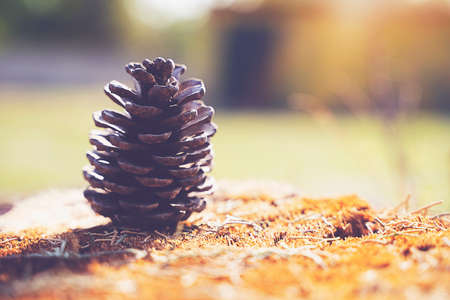 Pine cone close-up on blurred backgroundの写真素材