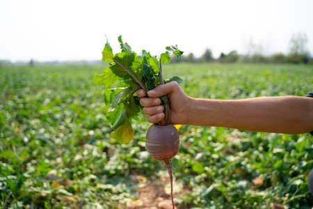 Farmer holding harvested radish, close up of hand with root vegetableの写真素材